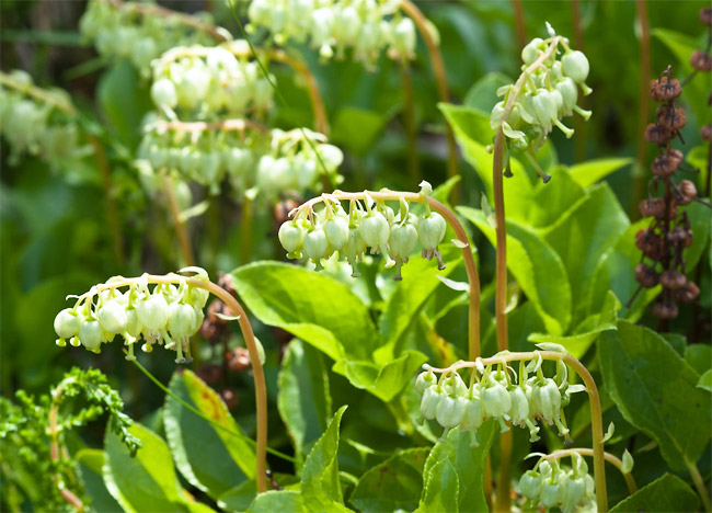 Боровая матка при планировании беременности: чем поможет эта трава? Боровая матка при планировании беременности считается эффективным средством