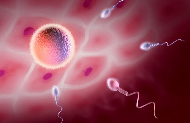 Фертильность у женщин: что это и что от нее зависит? Фертильность у женщин - это способность к зачатию