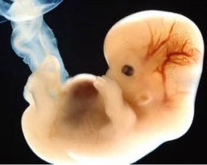 Узи в 4 недели беременности позволяет определить норму и отклонения в развитии эмбриона