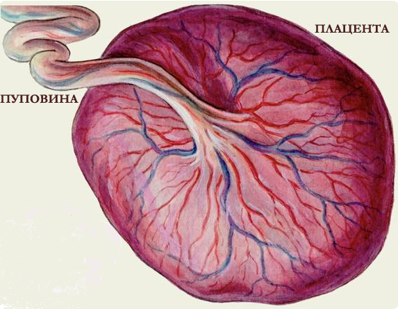 Бобровая струя: природное средство для здоровья и долголетия Раннее созревание плаценты -серьезный патологический процесс