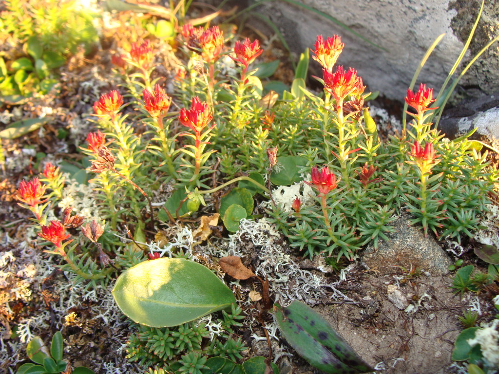 Красная щетка: действие и применение лечебной травы Красная щетка: применение этой травы избавит от многих женских болезней