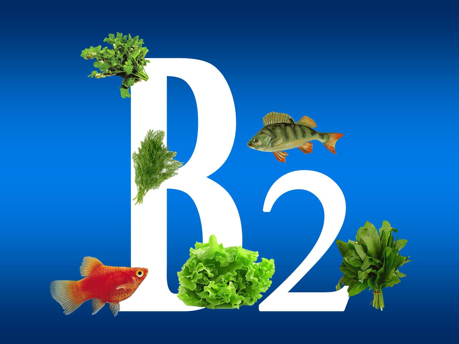 Рибофлавин (витамин b2): значение, действие, правила приема Рибофлавин витамин B2 - это очень важное вещество для организма