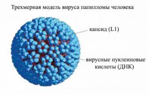 Причина бородавок 0 вирус папилломы человека