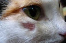 Признаки и симптомы стригущего лишая у кошек, как выглядит?