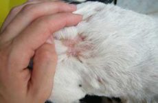 Симптомы и лечение чесотки у кошек