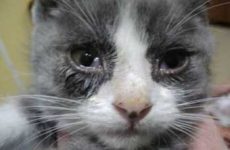 Симптомы и признаки проявления ринотрахеита у кошек