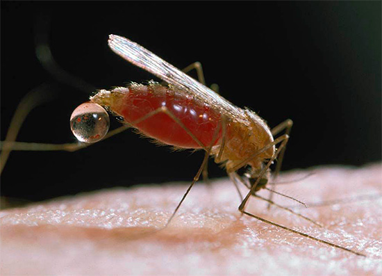 На фото показан комар, напившийся крови