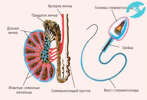 Астенотератозооспермия: что это такое и как лечить, можно ли забеременеть естественным путем?