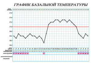 Базальная температура при беременности