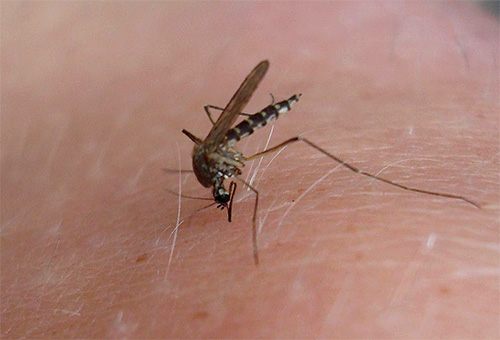 После укуса комара главной задачей мази является снять отек и зуд на пораженном участке кожи.