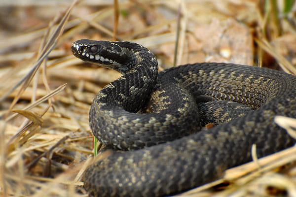 Что делать, если ребенка укусила гадюка: первая помощь при укусе змеи