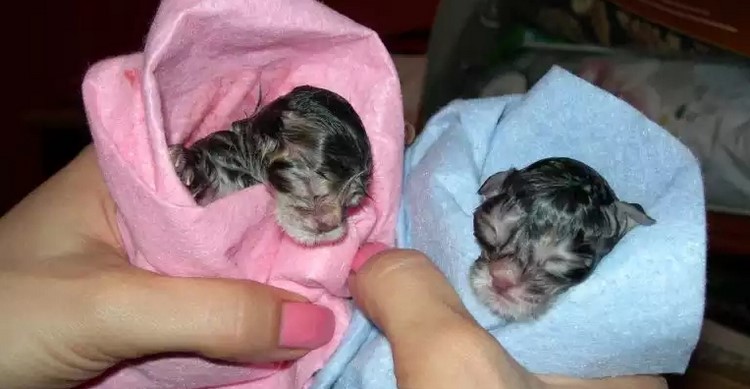 Новорожденные котят в конвертиках