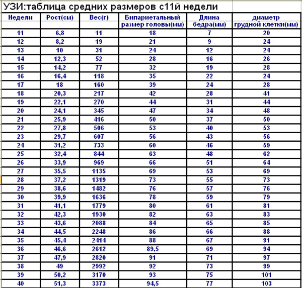 Размеры с 11 недели