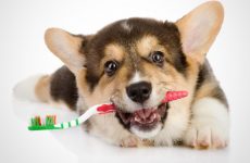 Причины, почему у собаки воняет из пасти тухлятиной, а также, что делать с неприятным запахом