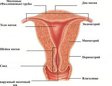 анатомия матки