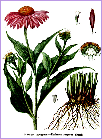 Эхинацея пурпурная - лекарственное растение