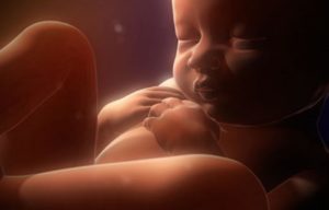 этапы развития ребенка в утробе матери