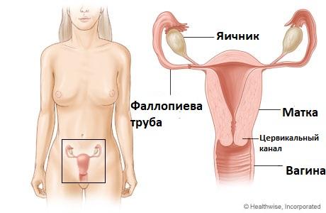 Женские органы (схема)