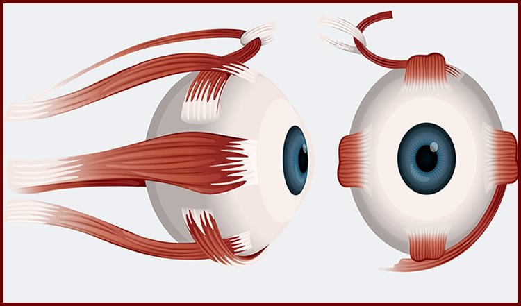 Наружные мышцы глаза