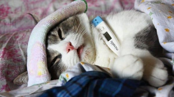 Симптомы и лечение кошачьего гриппа