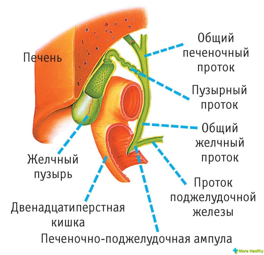 УЗИ почек и мочевого пузыря у детей: таблица размеров в норме, подготовка к исследованию