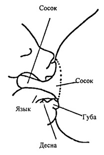 правильный захват груди - иллюстрация 7
