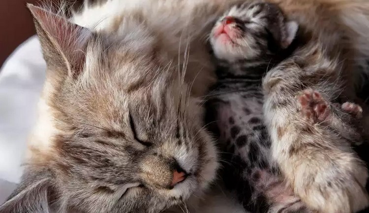 Новорожденный котенок спит с мамой