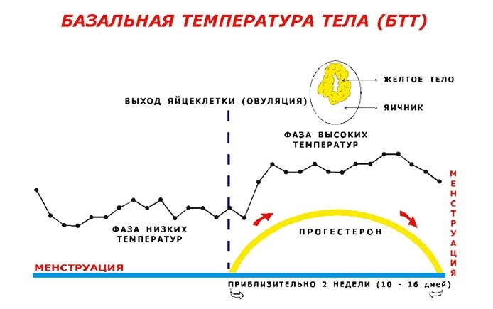 bazalnaya-temperatura-tela-pri-ovulyacii