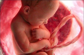 До конца беременности ребенок полностью получает все питательные вещества через плаценту