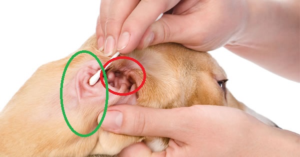 Без боли и капризов: подробная инструкция как чистить уши собаке