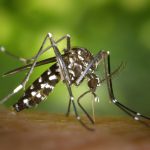 Народное средство от комаров: рецепт сибиряков