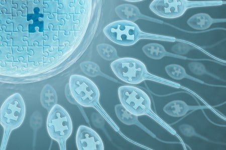 Сперматозоиды и яйцеклетки