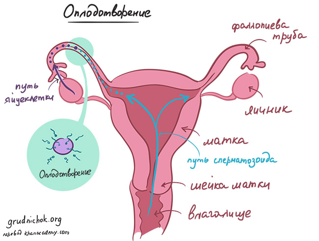 Как зачать ребенка: как это сделать правильно, как увеличить шансы на зачатие?
