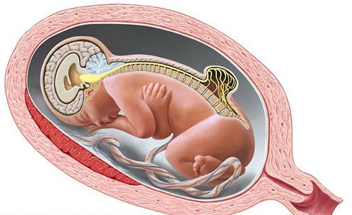Кардиомагнил при беременности 2 триместр вызывает патологии