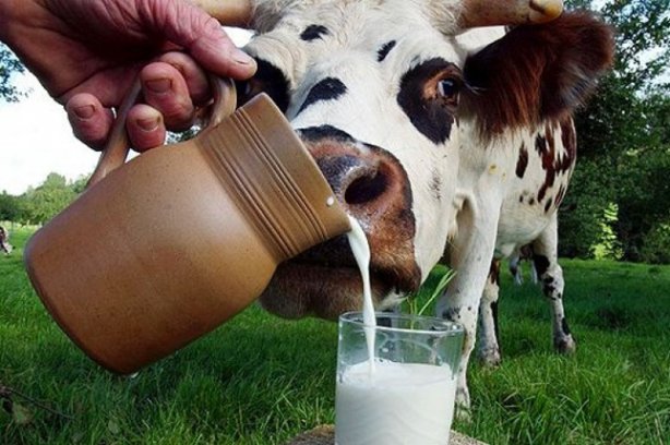 деревенское молоко
