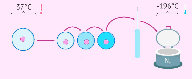 схема всего процесса криоконсервации эмбрионов