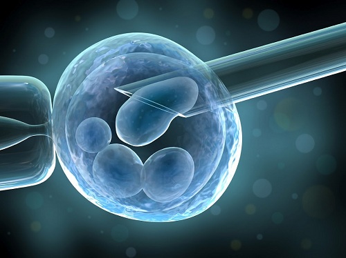 Выживаемость эмбрионов после оттаивания при использовании криопротокола достигает 100 % 