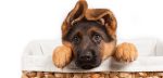 Как варить комбикорм для собак – Можно ли немецкую овчарку кормить комбикормом?
