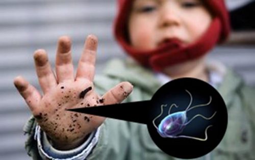 Лямблии у детей: симптомы и лечение (лекарства и народные средства от лямблиоза)