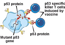Белок P53, который стимулирует самоуничтожение раковых опухолей.