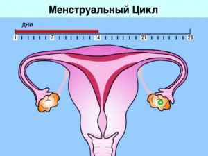 Причины сбоя менструального цикла