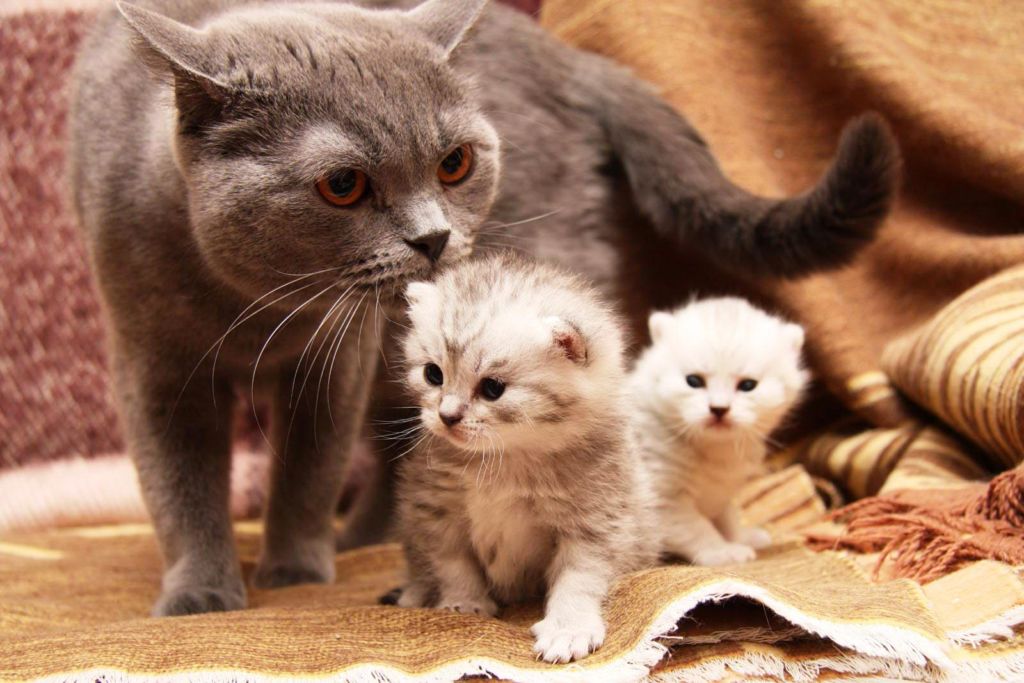 Как понять, что у кошки начались роды и как их принять
