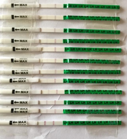 Может ли тест на овуляцию показать беременность на ранних сроках до задержки?