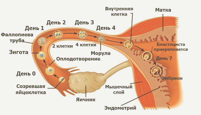 Движение фолликула по маточным трубам