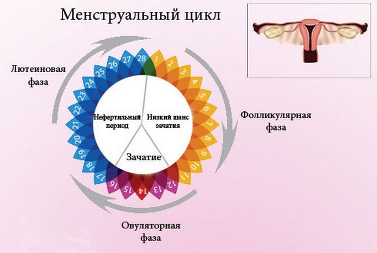 Менструальный цикл