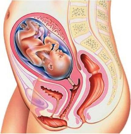 Вес на 23 неделе. Расположение ребенка в животе. Расположение ребенка на 23 неделе беременности. Органы беременной женщины. Малыш на 24 неделе беременности.