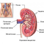 Белые хлопья в моче у мужчин