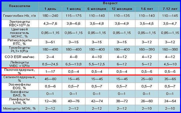 Нейтрофилы — норма у детей в анализе крови (сегментоядерные и палочкоядерные)