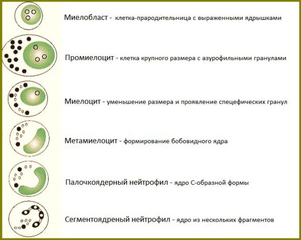 Процесс развития нейтрофила в организме