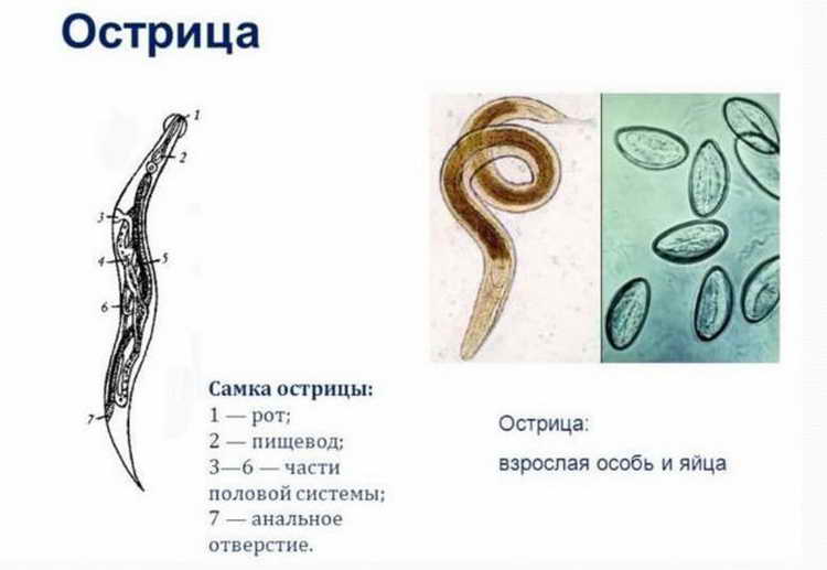 Острицы у детей: симптомы и лечение в домашних условиях (препараты и народные средства)